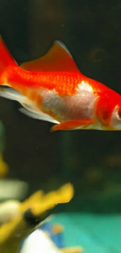 Vibrant orange goldfish swimming in a colorful aquarium.