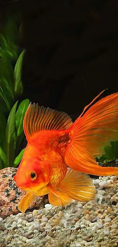 Vibrant orange goldfish in lush green aquarium setting.