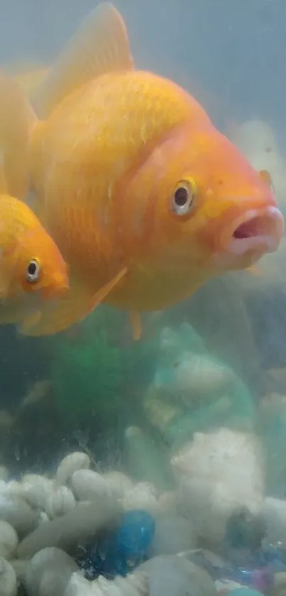 Vibrant orange goldfish swim in a serene aquarium setting.