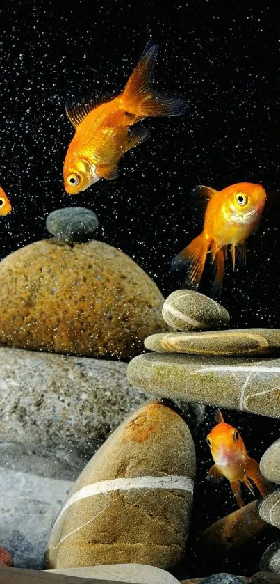 Goldfish swimming among smooth stones on a black background.