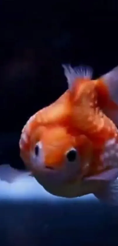 Vibrant orange goldfish swimming underwater, showcasing delicate fins.