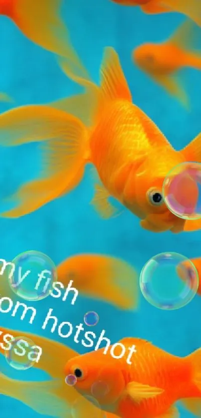 Lively orange goldfish swimming with aqua blue backdrop.