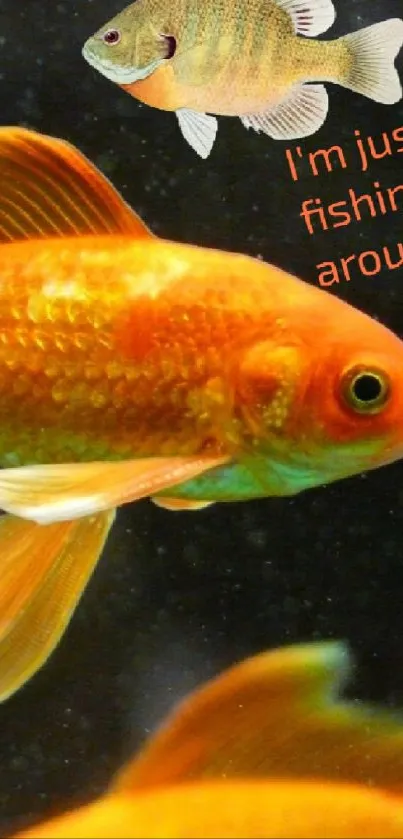Goldfish mobile wallpaper with bright orange hues swimming in dark water.