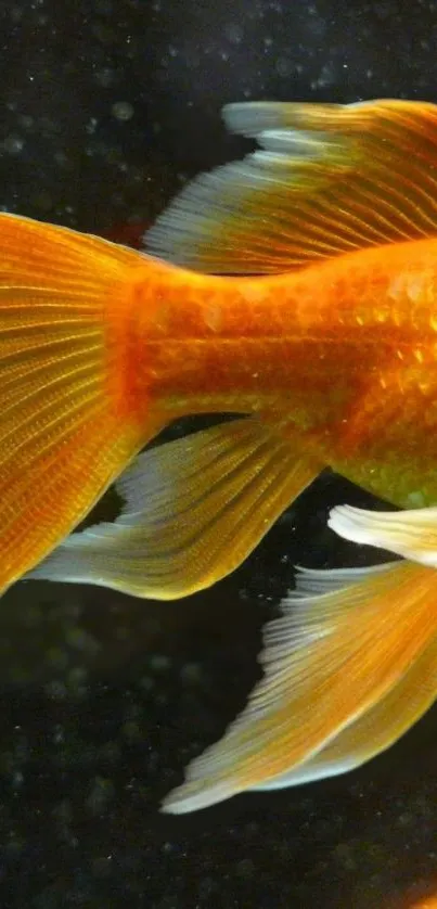 Vibrant goldfish with golden scales on a dark background.