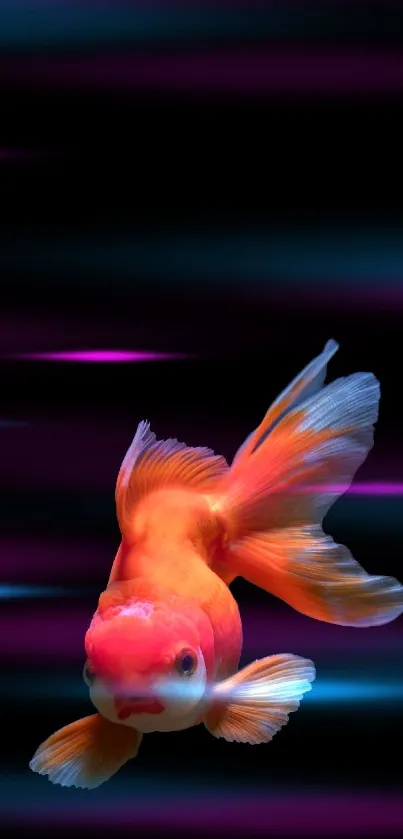 Goldfish swimming on a black background wallpaper.