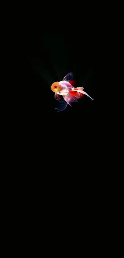 Vibrant goldfish on a black background for mobile wallpaper.