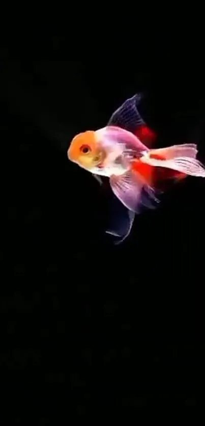 Vibrant goldfish on black background mobile wallpaper.