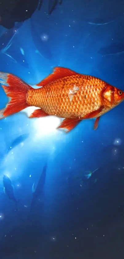 Vibrant goldfish swimming on a blue background wallpaper.