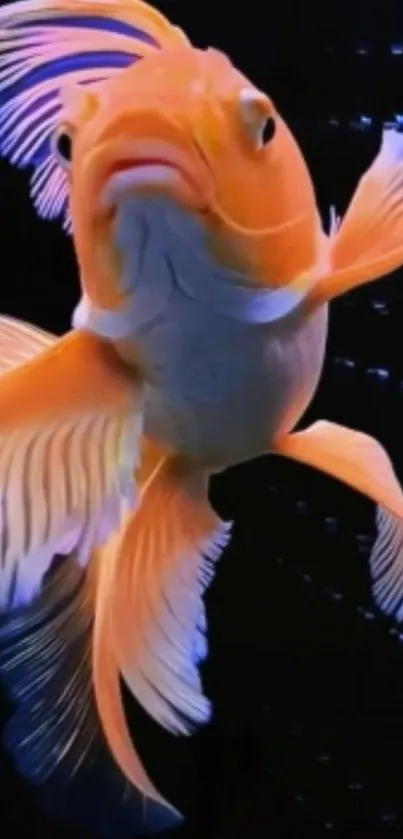 Vibrant goldfish with flowing fins against a dark background.