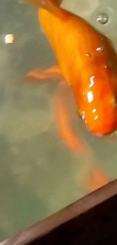 Orange goldfish swimming in a calm pond.