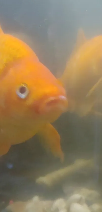 Vibrant orange goldfish swimming in a serene aquarium setting.