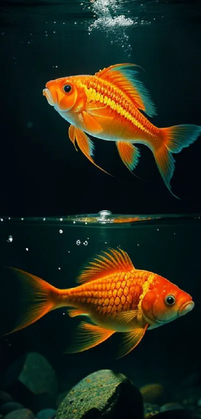 Vibrant orange goldfish swimming in a dimly lit aquarium setting.