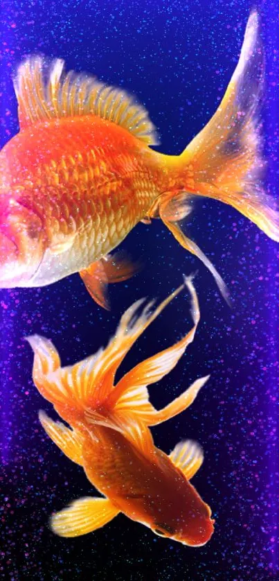 Vibrant orange goldfish swimming on a dark blue background wallpaper.