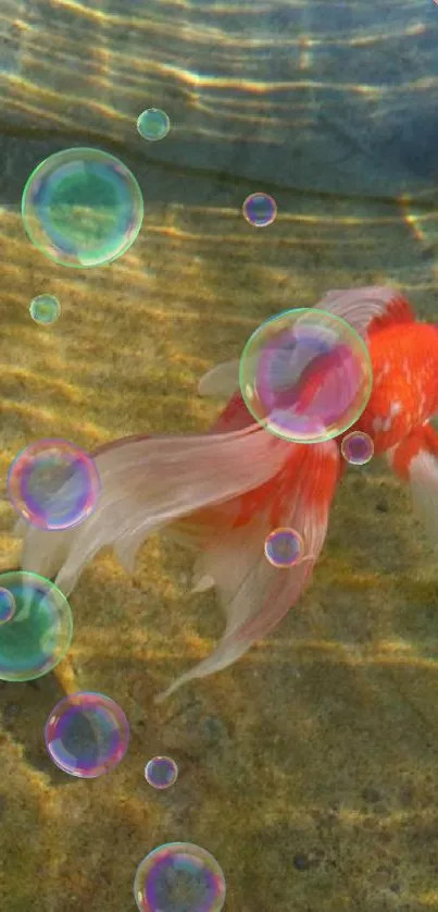 Vibrant goldfish swimming in sunlit water with rippling reflections.