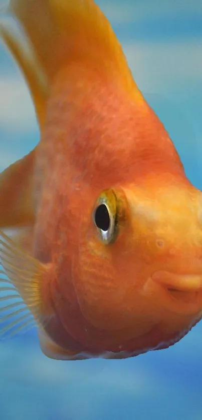 Vibrant orange goldfish swimming with a blue background.