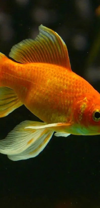 Vibrant goldfish swimming in dark green background.