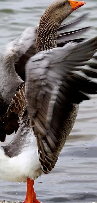 Goose with wings spread by a lakeside.