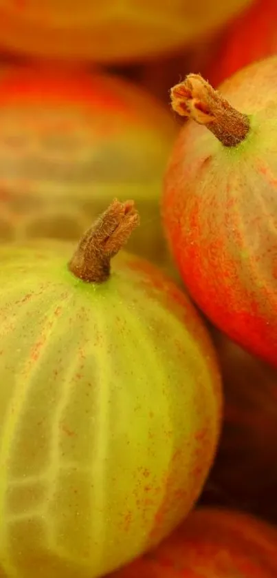 Close-up of red and green gooseberries in vibrant colors.