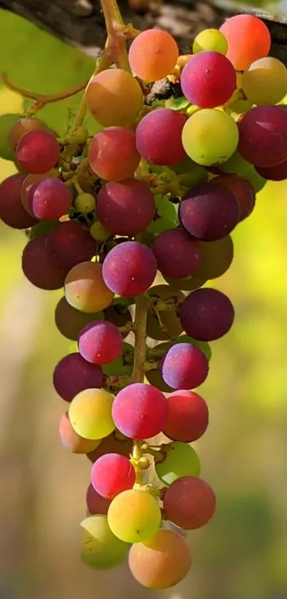 Vibrant grapes on vine with green leaves background.