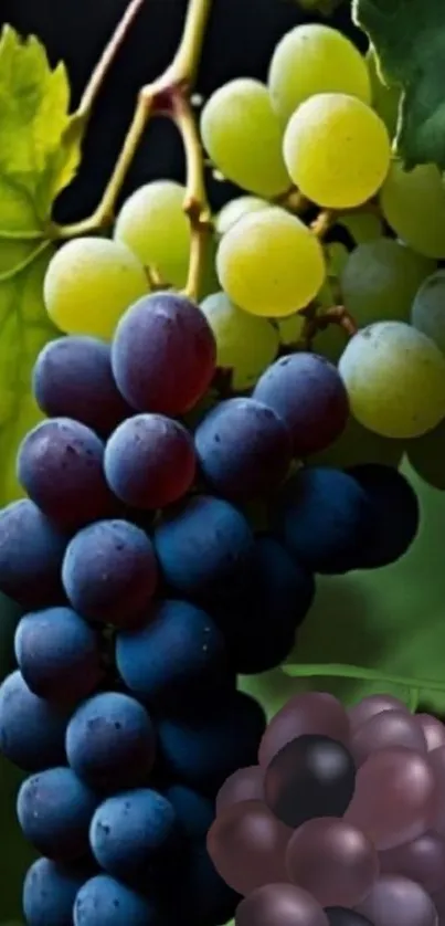 A vibrant cluster of grapes with lush green leaves.