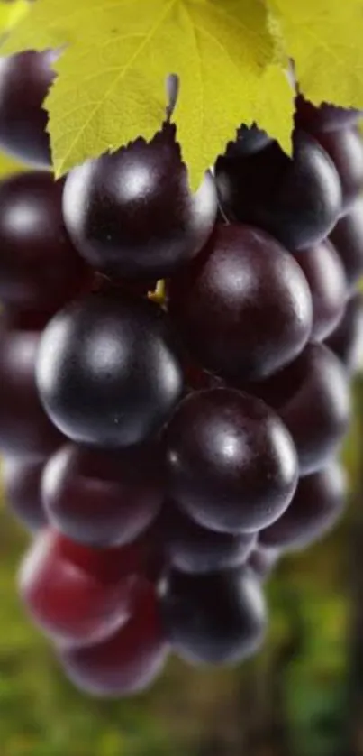 Close-up of a vibrant grape cluster with green leaves.