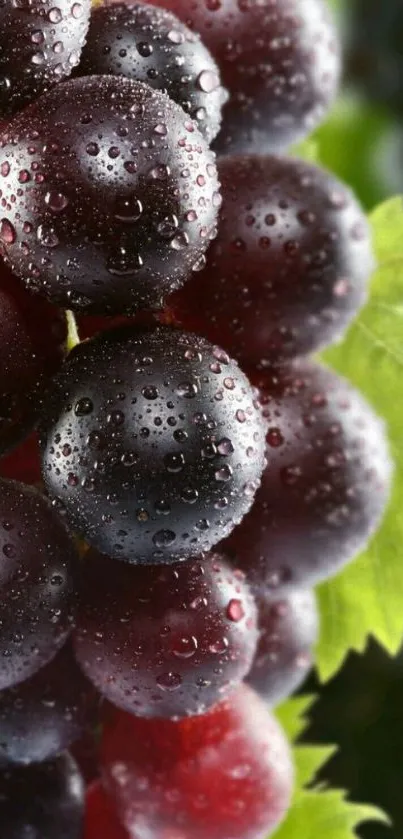 Close-up of vibrant, dewy grapes with a lush green background.