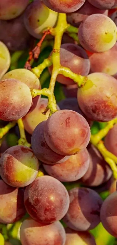 Close-up of vibrant grape cluster on a vine.