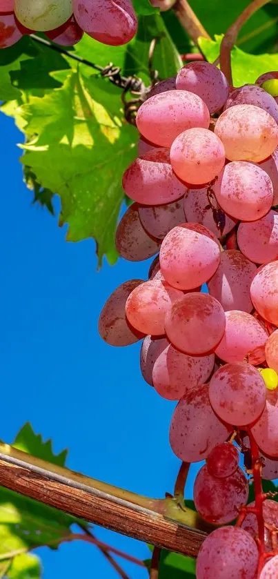 Vibrant grape vine with green leaves against blue sky background.