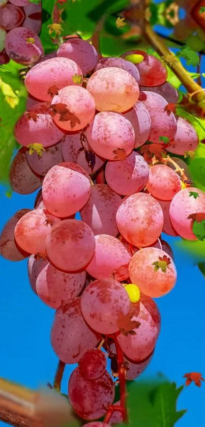 Pink grapes with green leaves under a vivid blue sky.