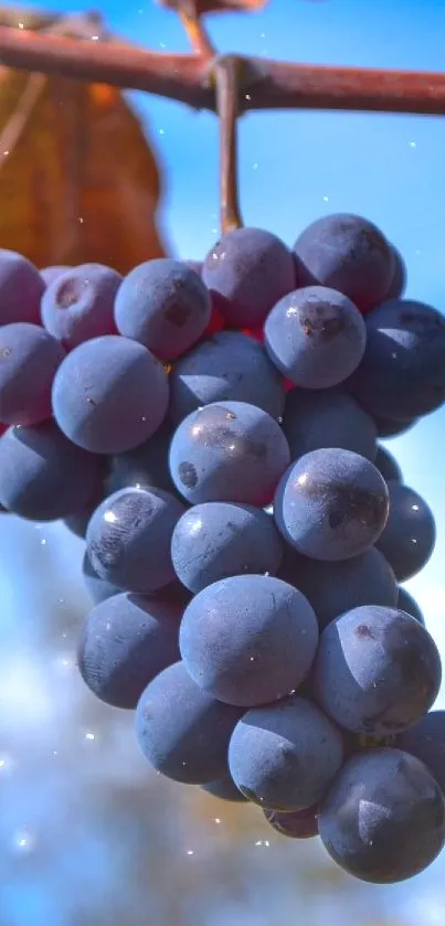 Cluster of ripe grapes hanging in a vineyard.