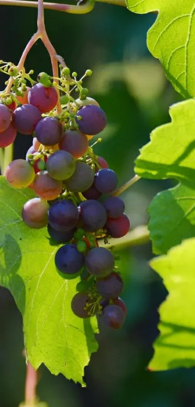 Cluster of sunlit grapes with green leaves mobile wallpaper.