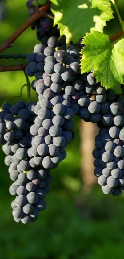 Close-up of grapes hanging on vines with green leaves in bright sunlight.