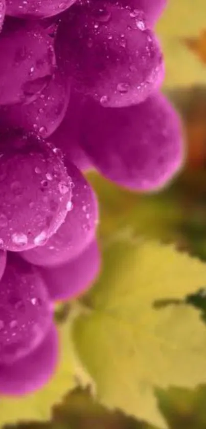 Purple grapes with dewdrops and autumn leaves background.