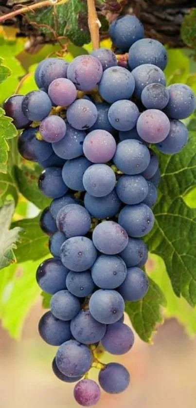 Bunch of purple grapes on vine with green leaves.