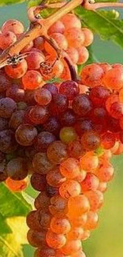 Sunlit red and green grapes on a vine with lush leaves.