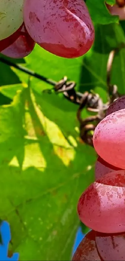 Grapes hanging on a vine with sunlit green leaves background.