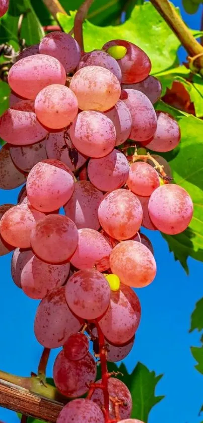 Close-up of ripe grapes hanging on a vine with leaves and blue sky.