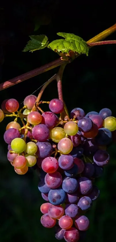 Close up of vibrant grapes on the vine, showcasing rich colors.