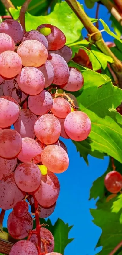 Pink grapes hanging under a blue sky.