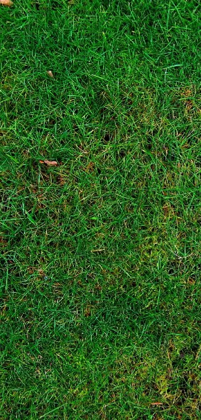 Vibrant green grass texture, perfect nature wallpaper for mobile.