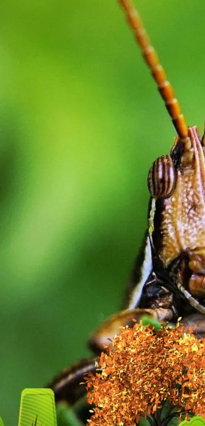 Close-up of a vibrant grasshopper on a green background for mobile wallpaper.