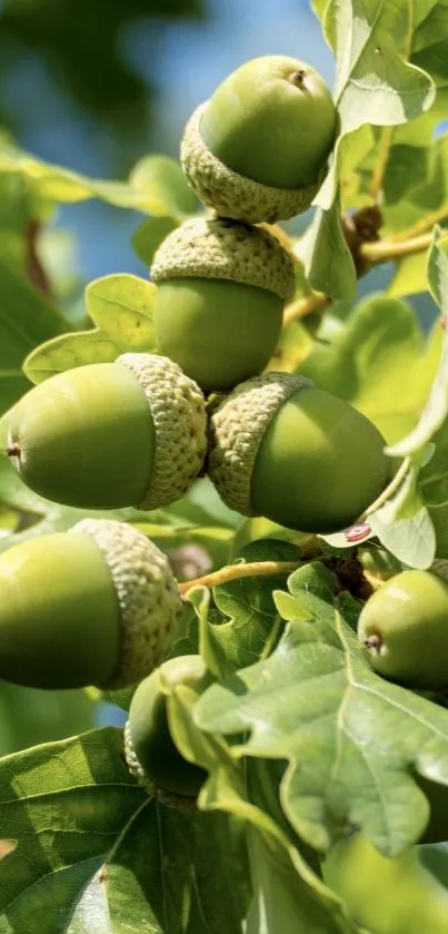 Close-up of green acorns and oak leaves on a branch, vibrant nature design.