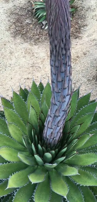 Vibrant green agave plant with blooming stalk in desert setting.