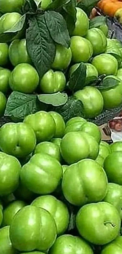 Vibrant display of stacked green apples for wallpaper.