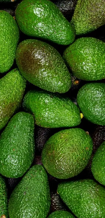 Close-up of vibrant green avocados, perfect for nature-themed wallpapers.