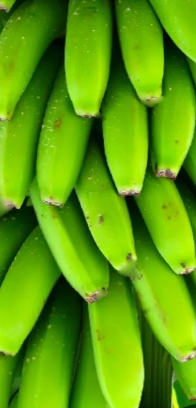 Cluster of vibrant green bananas on display.