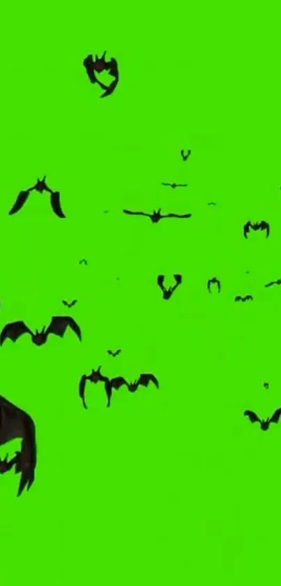 Bright green wallpaper with black bat silhouettes.