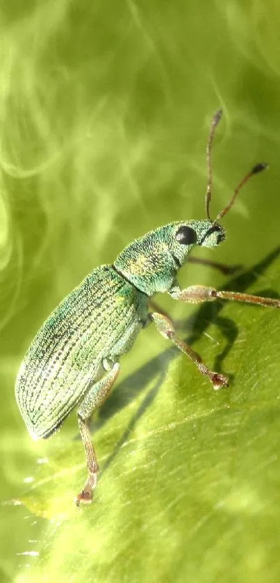 Green beetle resting on a leaf with detailed patterns and vibrant colors.