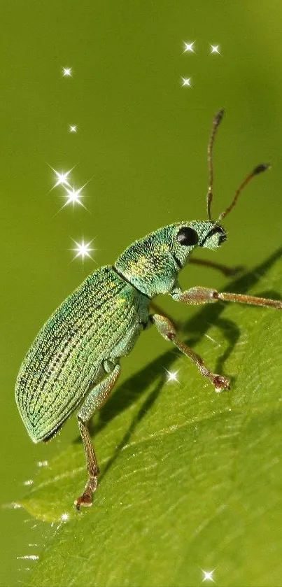 Vibrant green beetle on a green leaf in a detailed nature wallpaper.