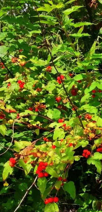 Lush green foliage with bright red berries.